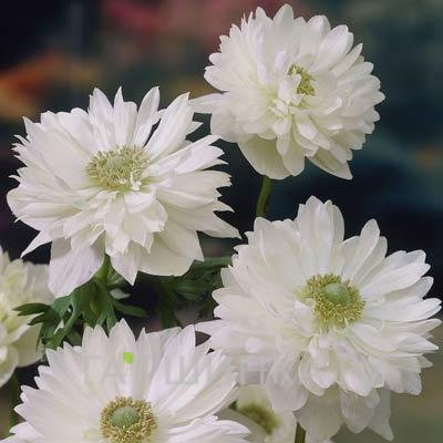 Анемона (Ветреница) махровая Лорд Маунт Эверест 15шт