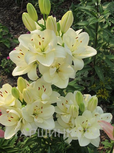 Лилия Аннемари Дрим азиатская махровая