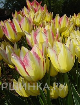 Тюльпан Антуанетта 4 шт