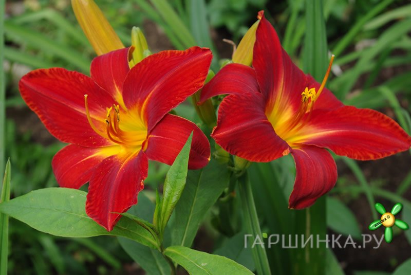 Лилейник Анзак