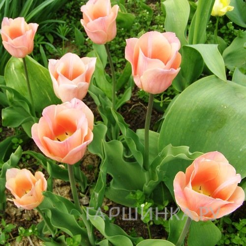 Тюльпан Априкот Бьюти простой раний 5шт
