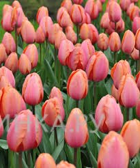 Тюльпан Априкот Импрешн Дарвина 5шт