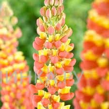 Люпин Lupinus Apricot/Yellow NEW!