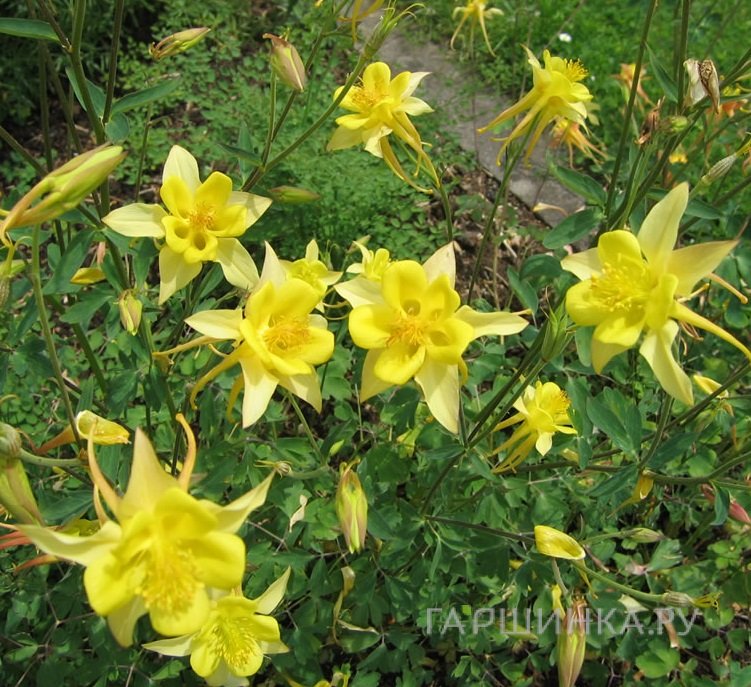 Аквилегия Еллоу Квин