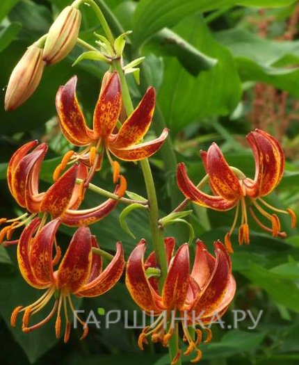 Лилия Арабиан Найт кудреватая