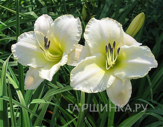 Лилейник Арктик Сноу