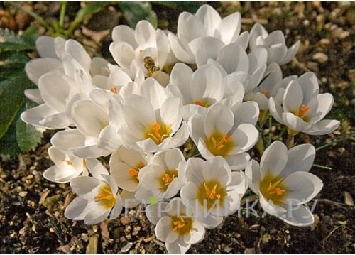 Крокус Ард Шенк ботанический 15шт