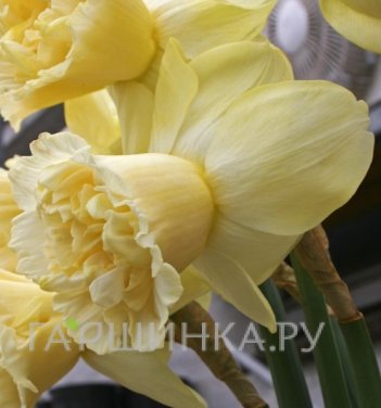 Нарцисс Арт Дизайн крупнокорончатый 3шт.