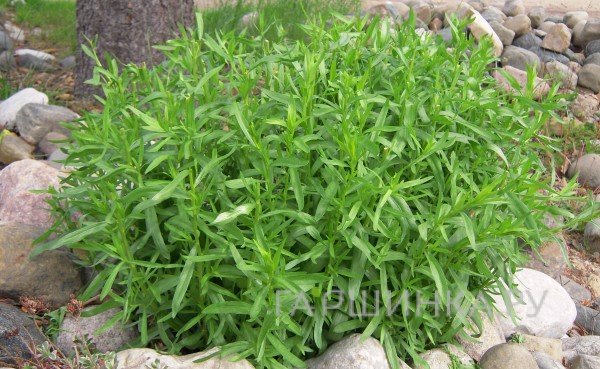 Полынь французская