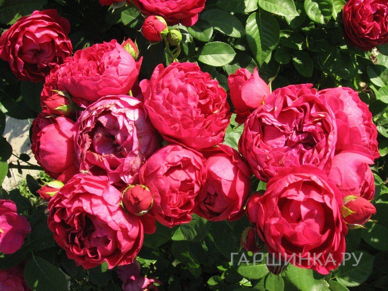 Роза Аскот чайно-гибридная, Тантау (лиц)