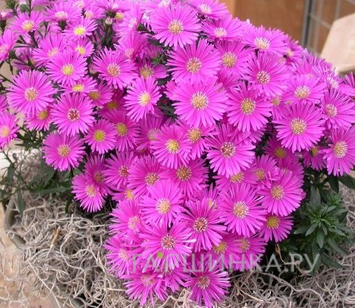 Астра кустарниковая Дженни