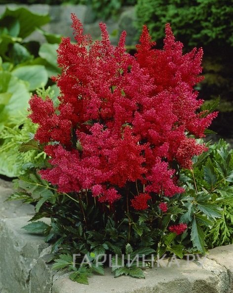 Астильба Арендса Гранат