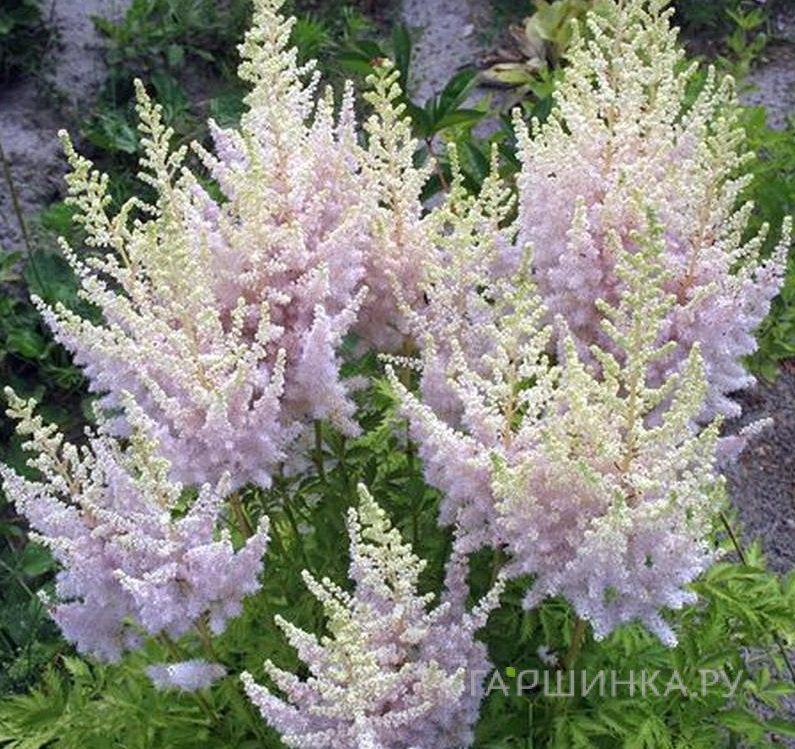 Астильба китайская Милк энд Хоней