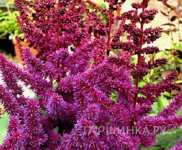 Астильба китайская Пепл Рейн