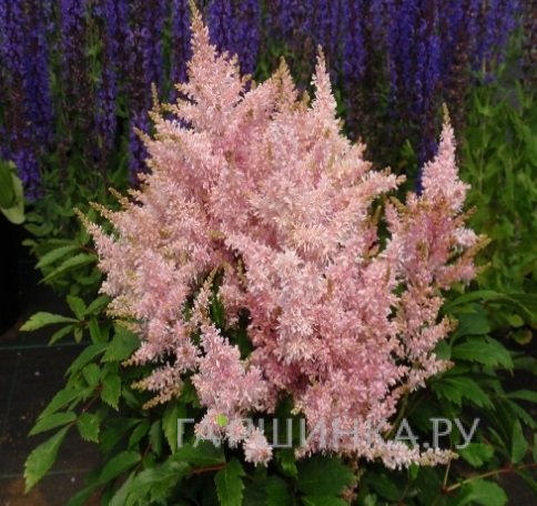 Астильба китайская Шугаберри