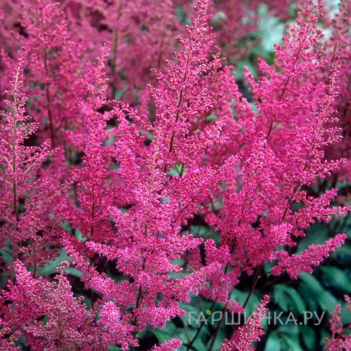 Астильба Элизабет ван Вин японская