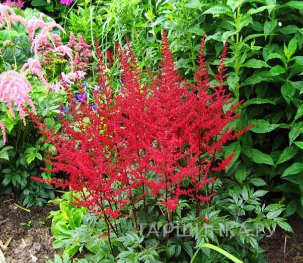 Астильба Арендса Августлехтен