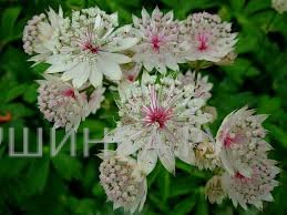 Астранция Вайт