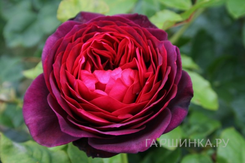 Роза Морелло кустарниковая, Imperial Rose