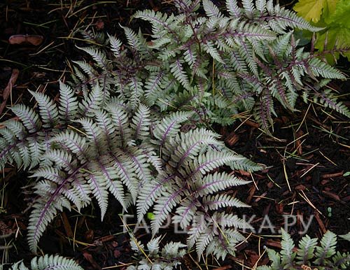 Кочедыжник (Папоротник) ниппонский Пиктум (Металлика)