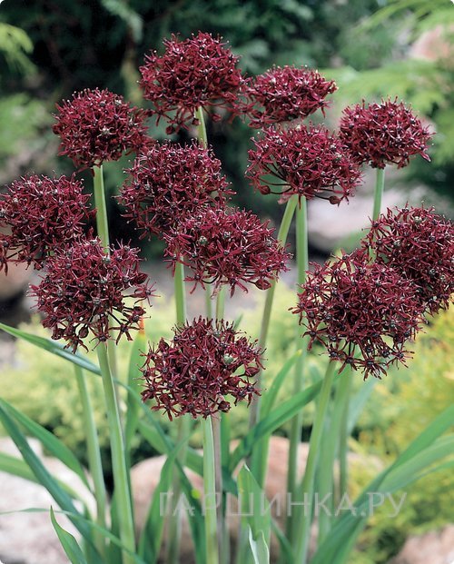 Лук декоративный Атропурпуреум 8 шт