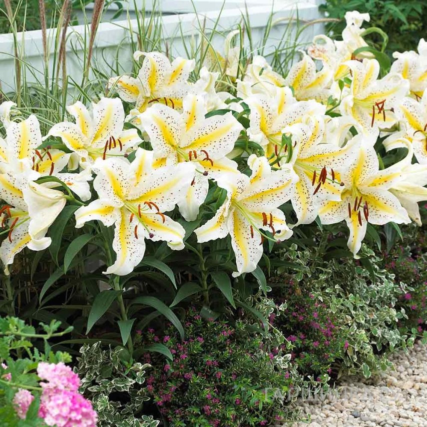 Лилия Ауратум Голд Бенд восточная/2 шт