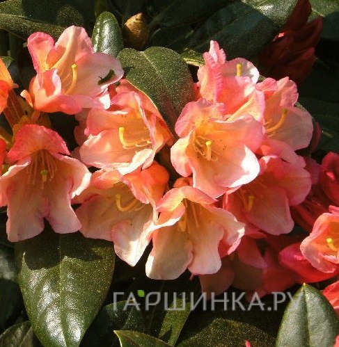 Рододендрон гибридный Ауреолин