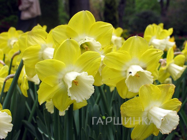 Нарцисс Авалон крупнокорончатый 5шт.