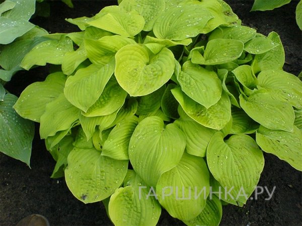 Хоста Аугуст Мун  (ML)