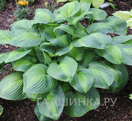 Хоста Авокадо (ML)