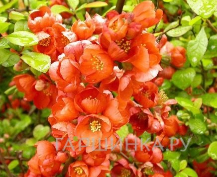 Айва Оранж Трейл