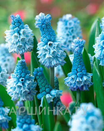 Мускари Азуреум 10 шт