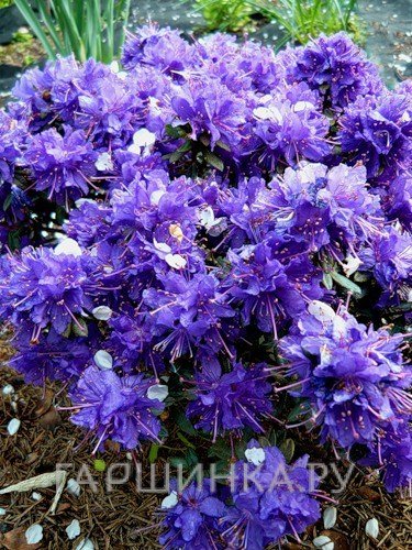 Рододендрон Азурика