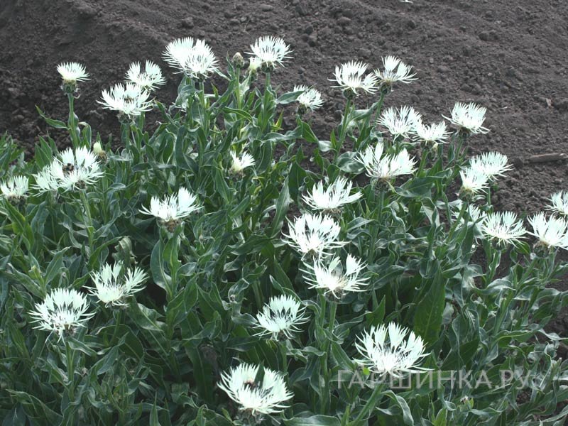 Василек Centaurea Montana Alba белый  NEW!