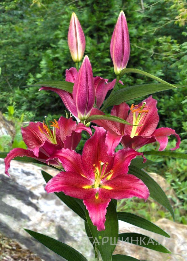 Лилия Бакарди восточная