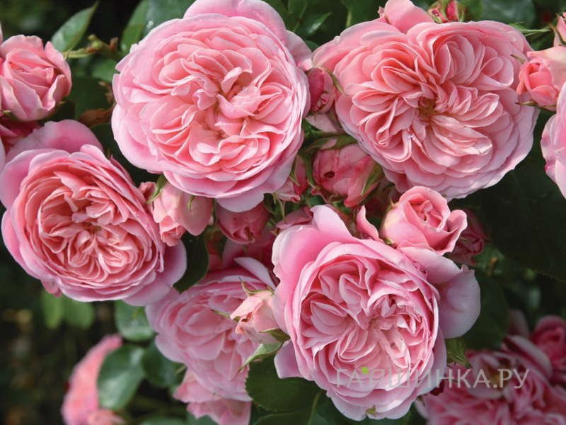 Роза Байландо флорибунда, Тантау (лиц)