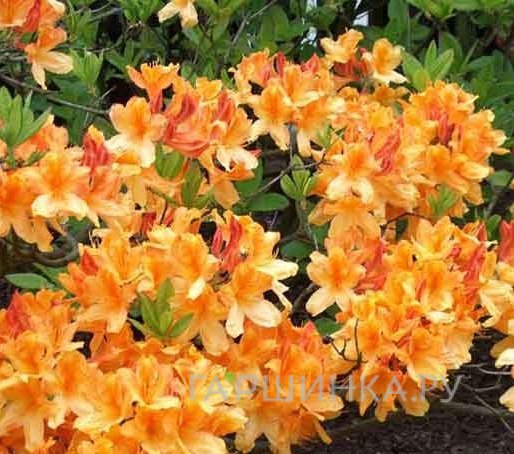 Рододендрон гибридный Балалайка