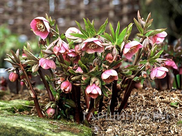 Морозник Ballard Hybrids