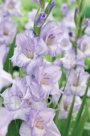 Гладиолус Баллино 5шт.