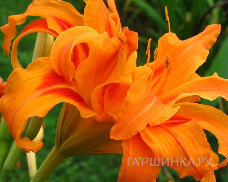 Лилейник Бандолеро