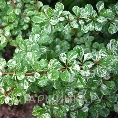 Барбарис Тунберга Келлерис