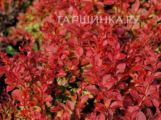 Барбарис Тунберга Корал