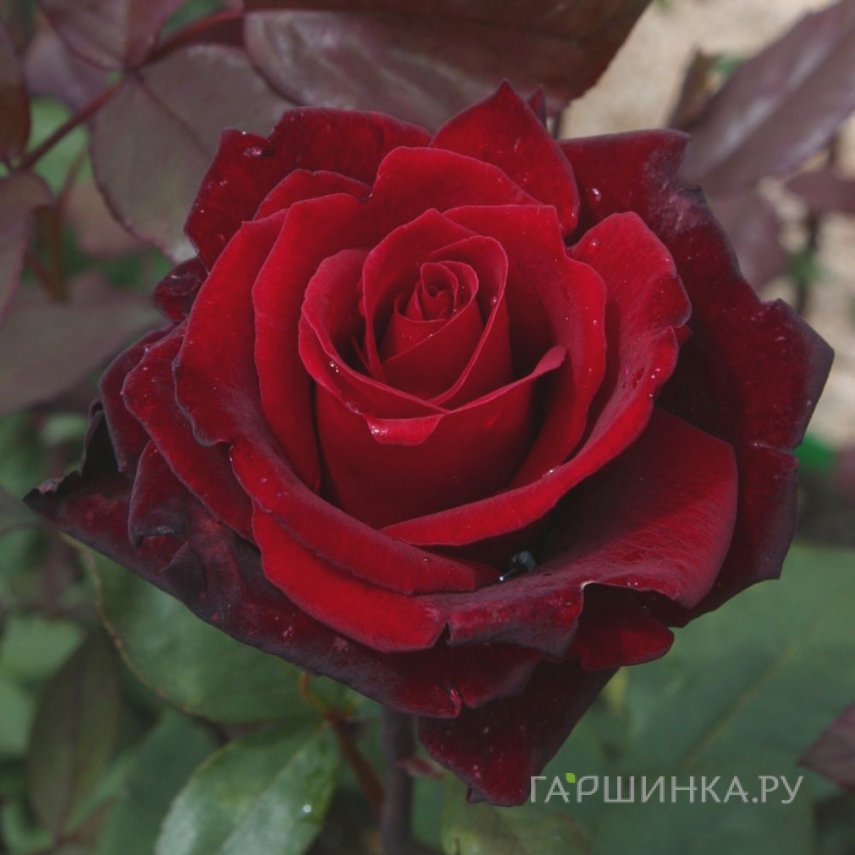 Роза Баркароле чайно-гибридная, Тантау (лиц)