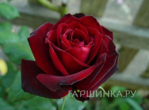 Роза Баркароле чайно-гибридная, Топалович (лиц)