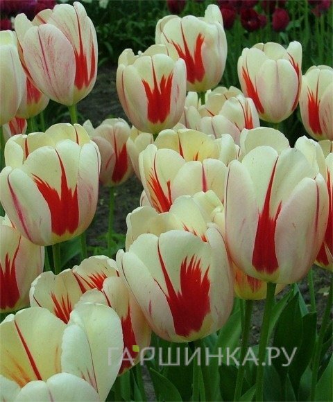 Тюльпан Бенинг Хат Дарвина 5 шт.