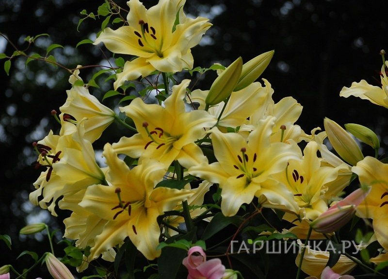 Лилия Барута ОТ-гибрид /2шт