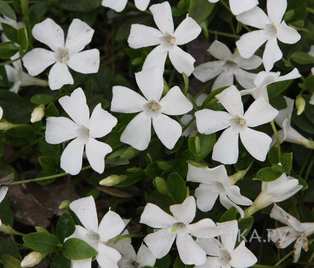 Барвинок малый Альба