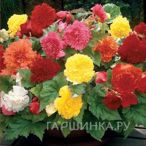 Бегония бахромчатая Фимбриата Микс