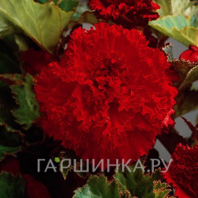 Бегония бахромчатая Фимбриата Ред