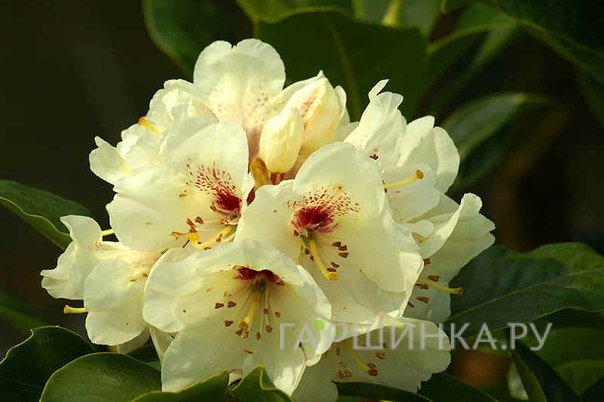 Рододендрон гибридный Беллини